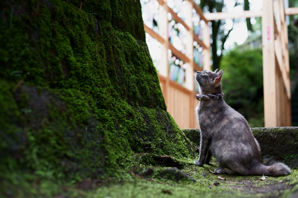 この上に何があるのだろう