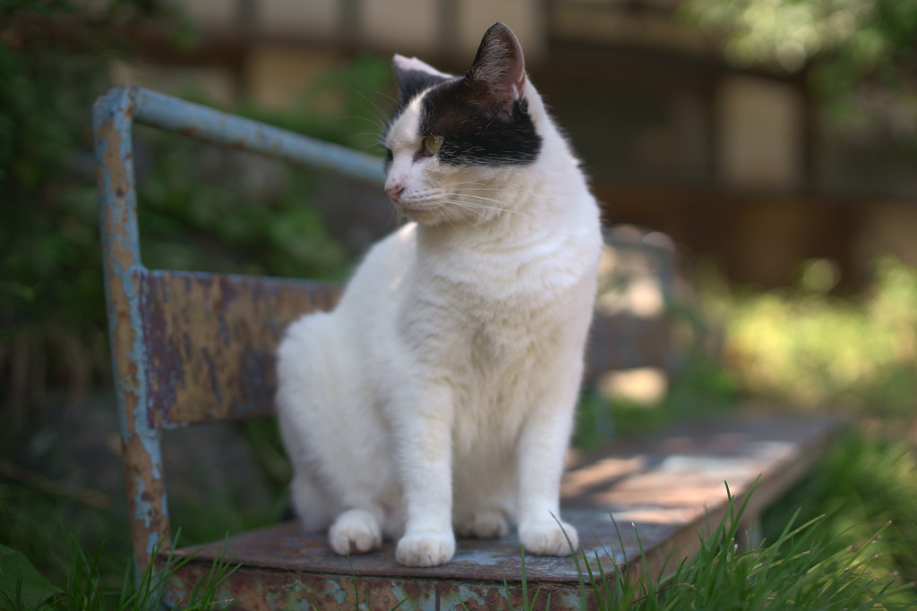 ねことベンチ