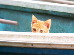 かわいいかくれんぼ