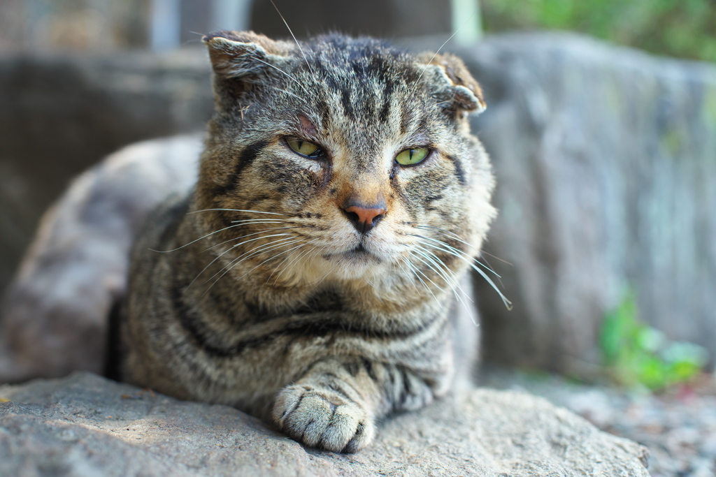 その猫凶暴につき