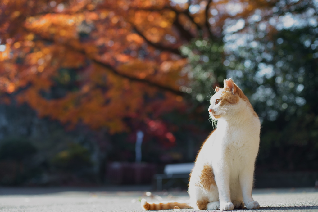 猫を見にいこうよう