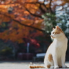 猫を見にいこうよう