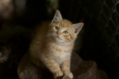 Boyの季節
