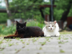ebony and ivory