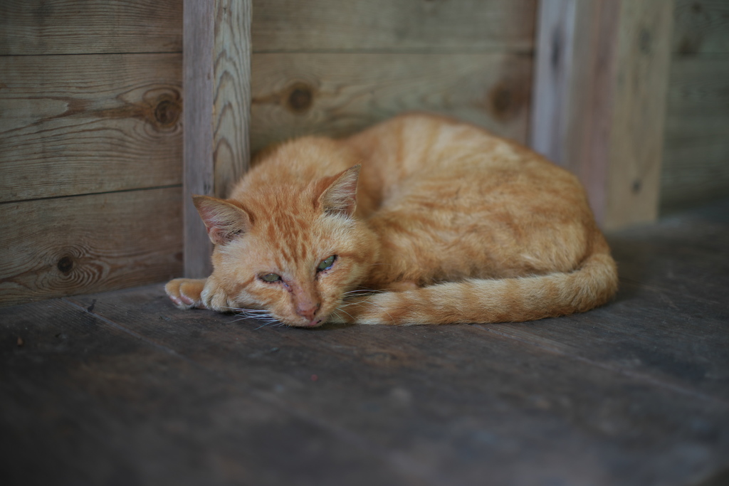 大嫌いだ白い雲なんて