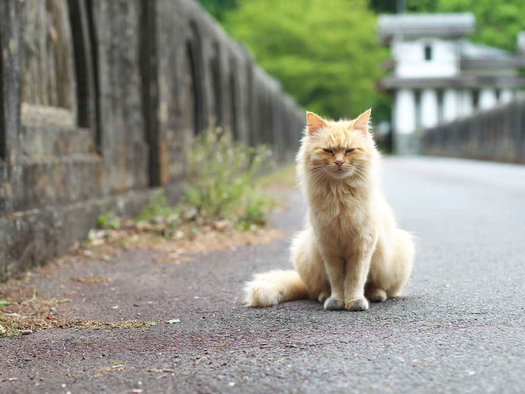 ついてきたの？