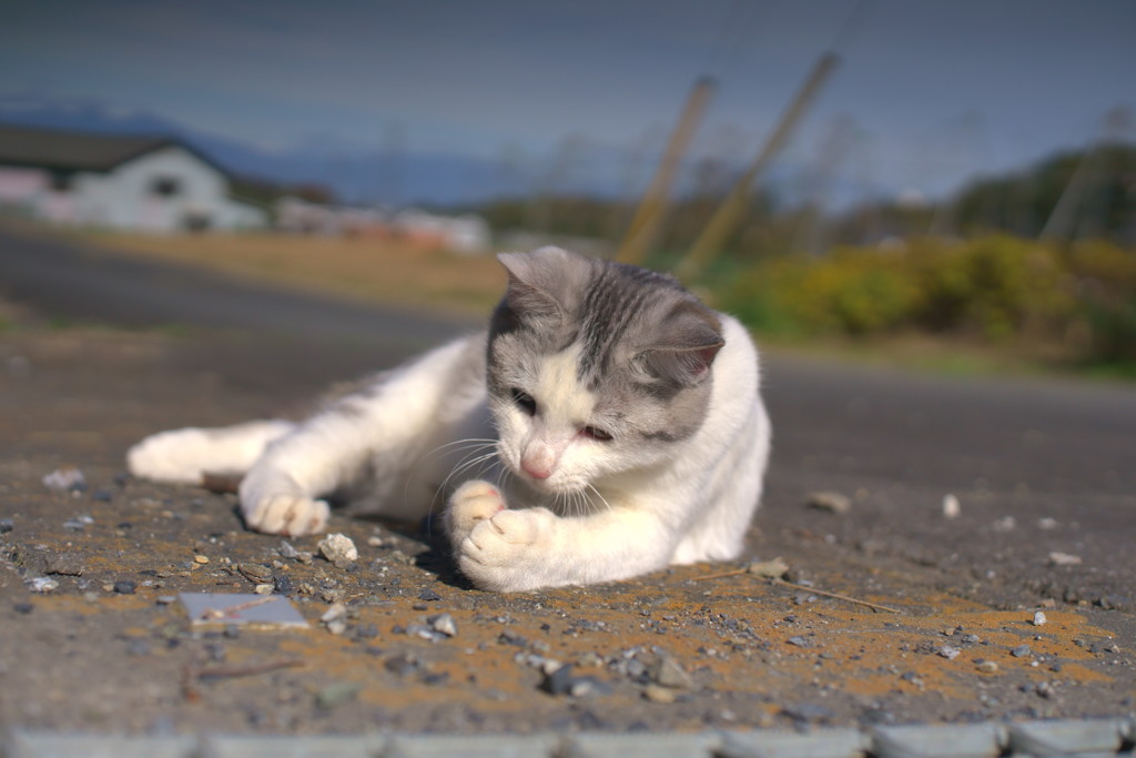 小さい秋見つけた