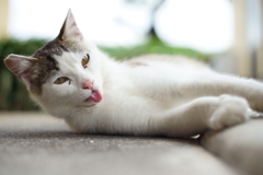 べぇ～だ