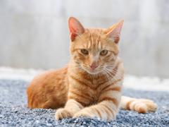 元気ですか。 元気ですか。