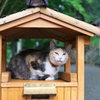 楽しい雨やどり