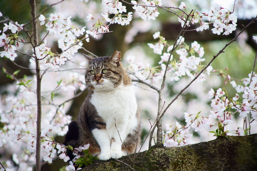 お花見特等席