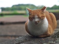 険しい寝顔