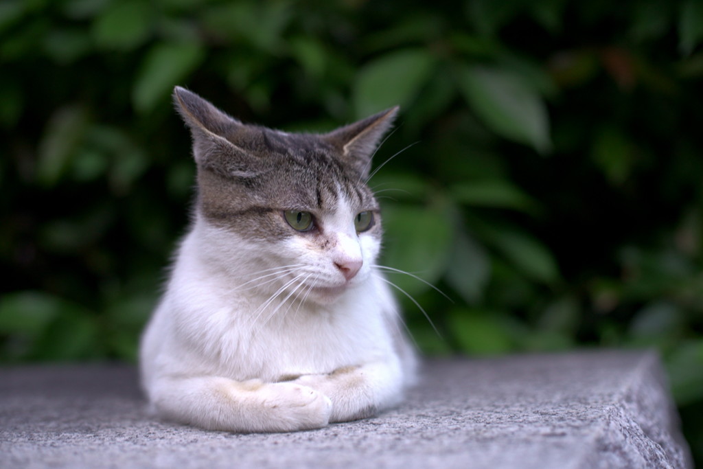 はにかむ