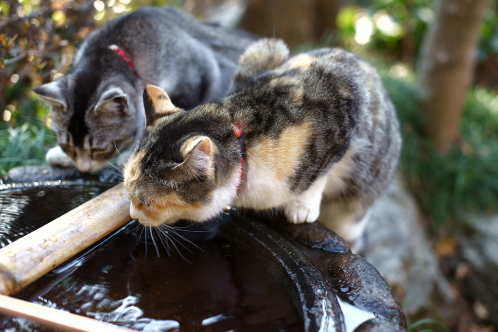 こっちの水は甘いぞ