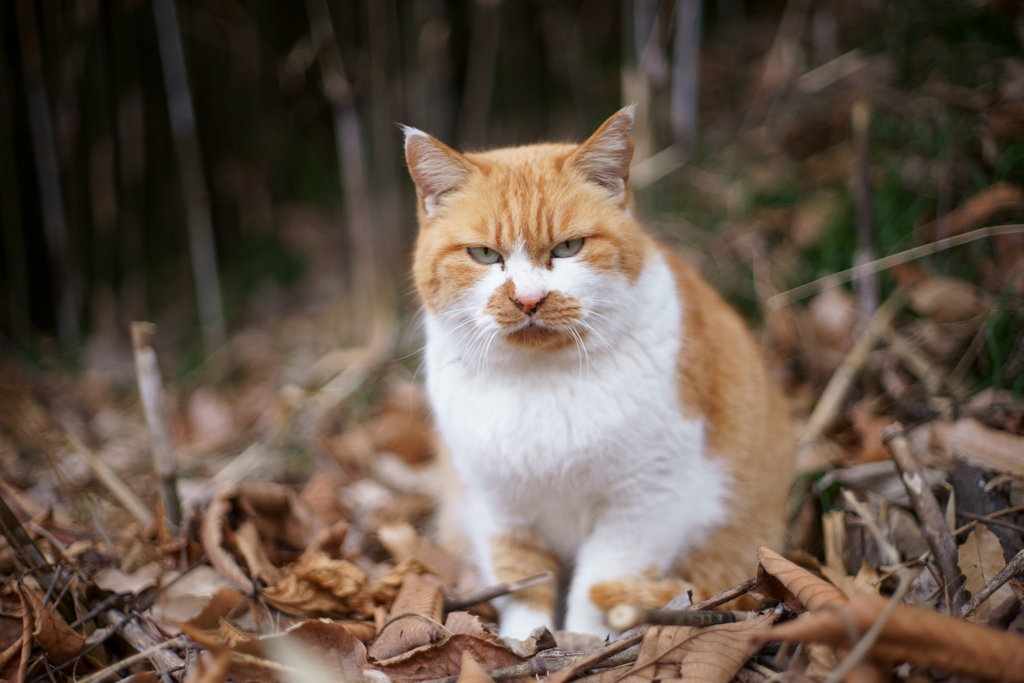 あれ持っているかい
