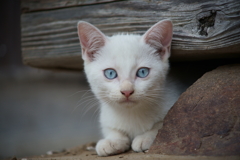 Blue Eyes Blue
