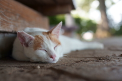 今は泥の様に眠れ