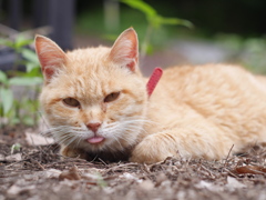 野良も悪くないね。