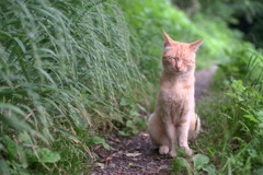 猫の細道