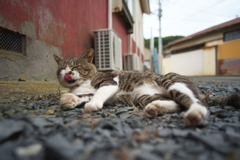 ニャン生は上々なり