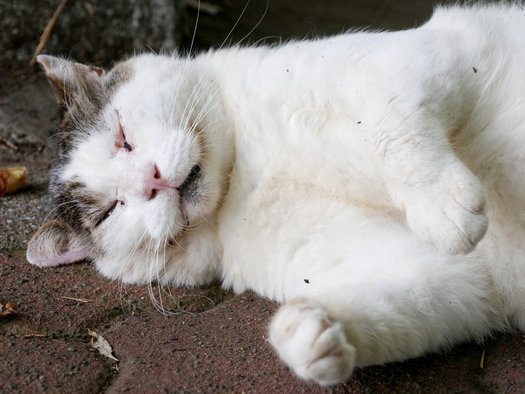 次はやなぎの下で逢いましょう。