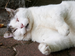 次はやなぎの下で逢いましょう。