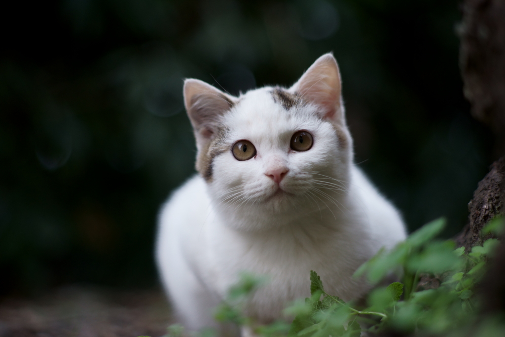 ぶっちゃん