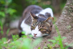 ほら地球の鼓動が聞こえる