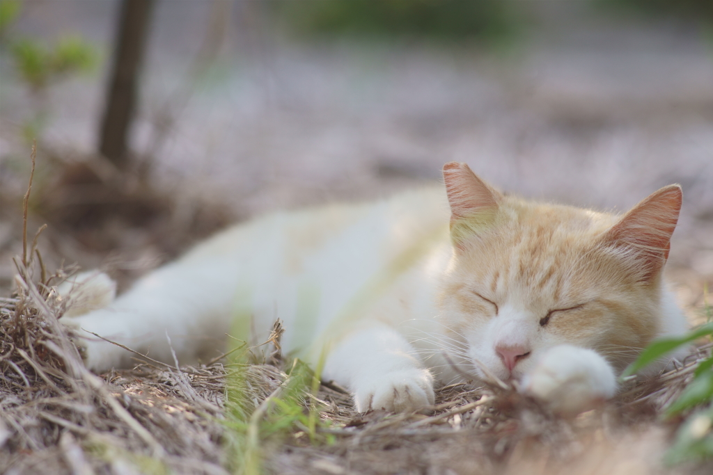 すこやかな眠り