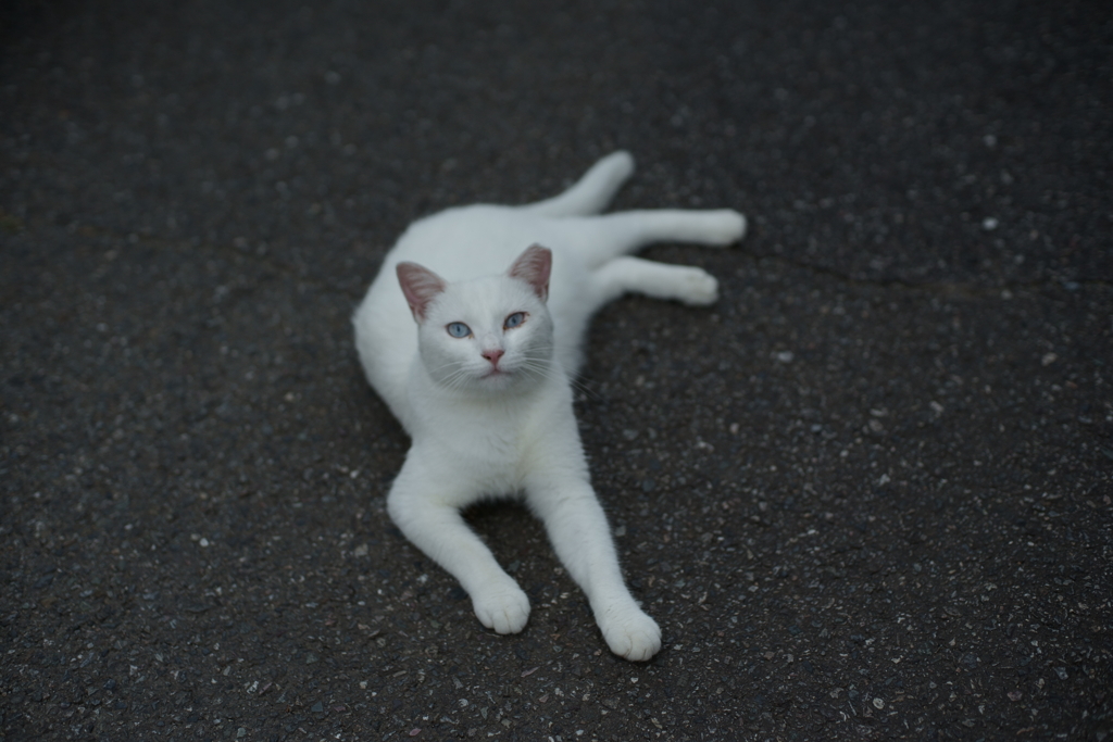 猫文字