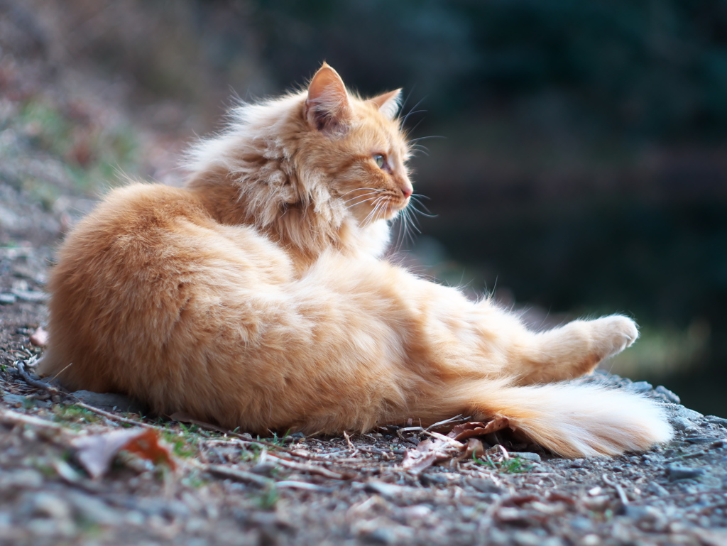 たそがれマイ・ラブ