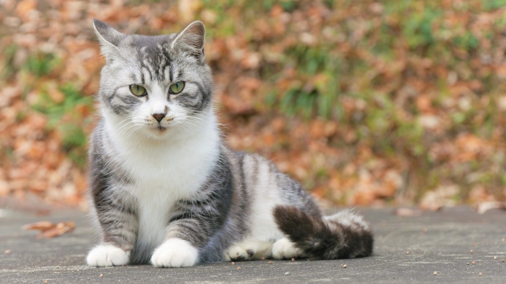 ちょっとおすまし。