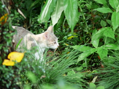 ジャングルジェーン