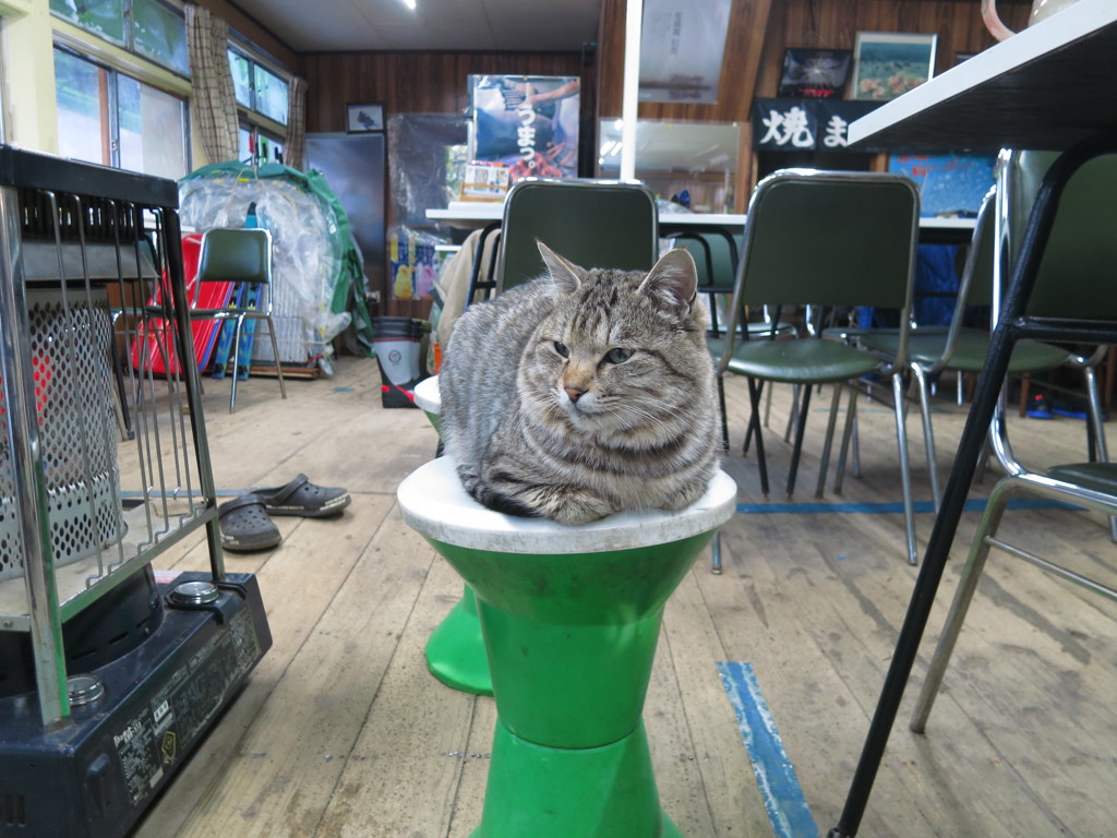 店番ニャン