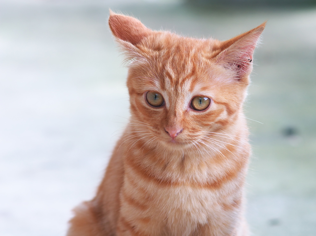 公園の仔猫ちゃん