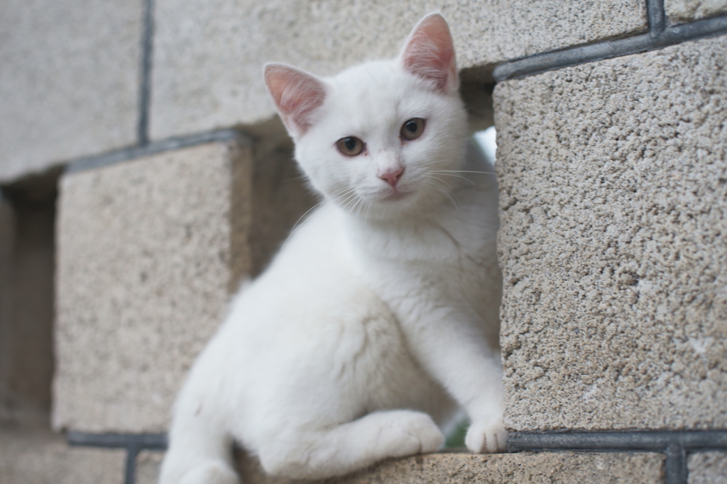 ハコ乗りのことだよ