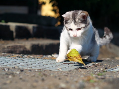 枯葉とあそぶ