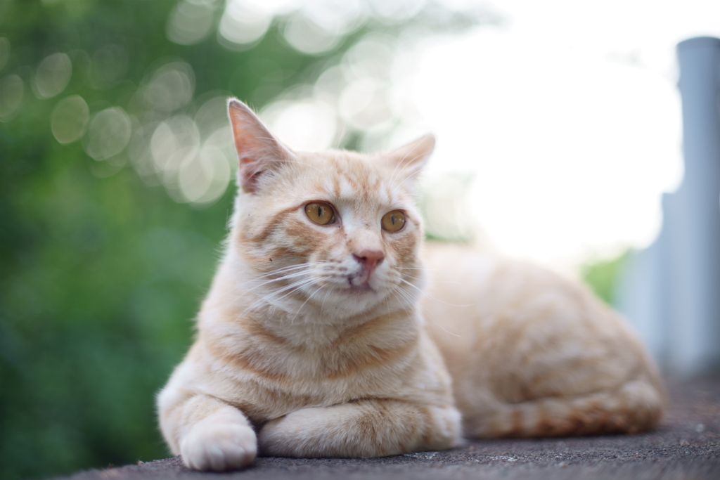 顔汚れていたな