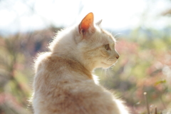 シナモン