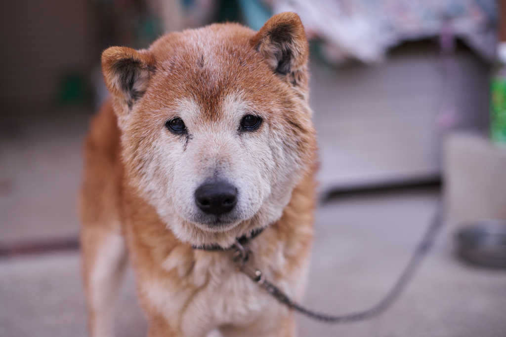 お犬様