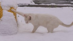 チョットまった！