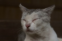 近いって