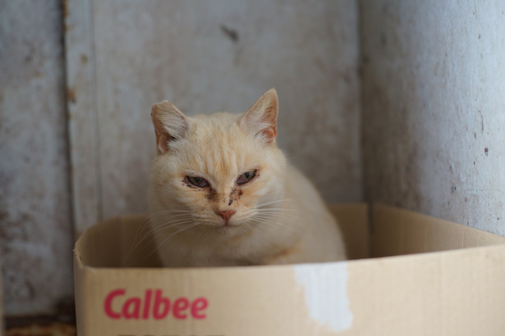 おやすみなさい