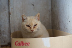 おやすみなさい