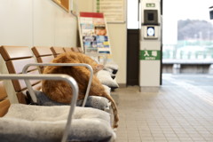 駅番ニャン