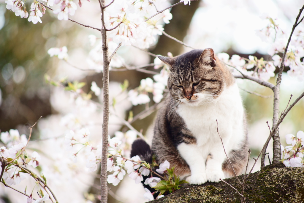 夢ごこち