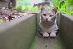 おっちゃんも入るニャン。