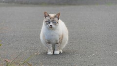 ブルートパーズ