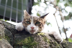 ああ　毎日くそ暑いなぁ～！