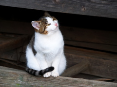 夕暮れまで